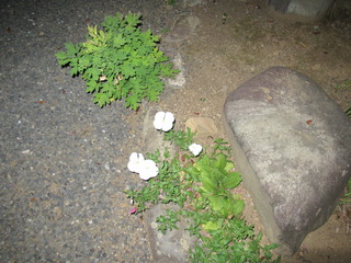 IMG_1893.JPG