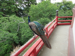IMG_2274.JPG