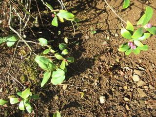 IMG_3126.JPG
